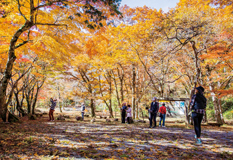 第４位【黄葉爛漫】 ／ 石田 博 （岐阜県郡上市）